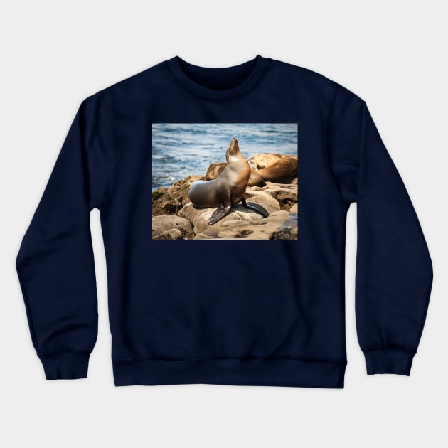 California Sea Lion Portrait Crewneck Sweatshirt by mcdonojj